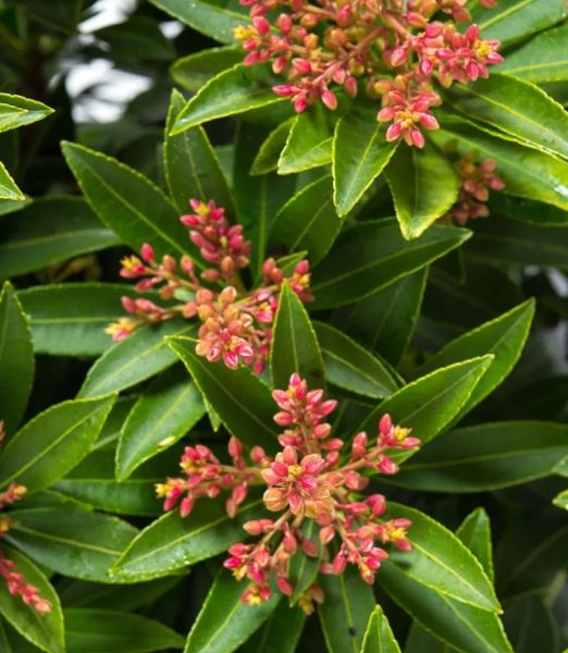 Pieris japonica 'Sarabande'